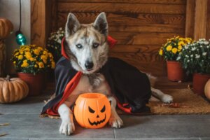 Halloween Pet Safety Tips To Keep Your Dog Out Of Danger - Explore Our ...